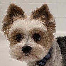 Duke